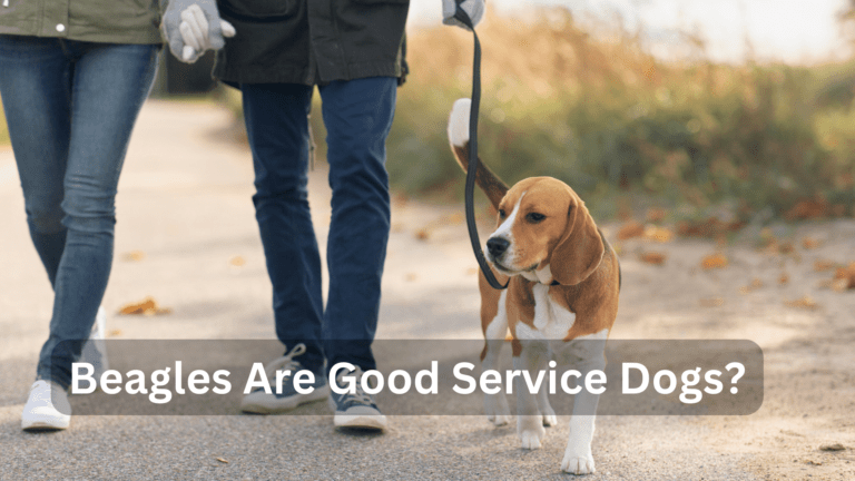 are beagles good service dogs