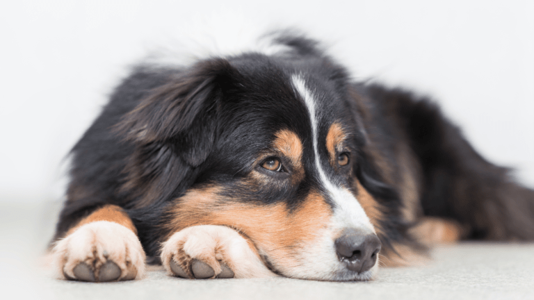 How Can I Clean My Dog Stomach Naturally