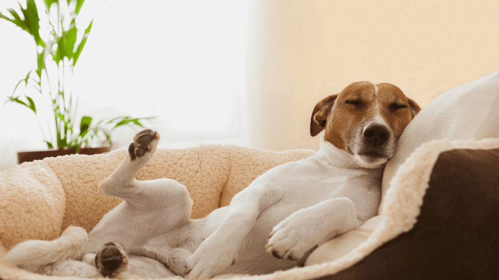 What Is a Normal Dog's Behavior?