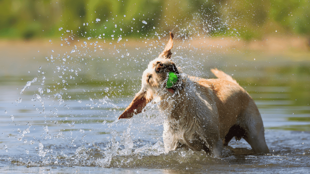 Labrador Retriever