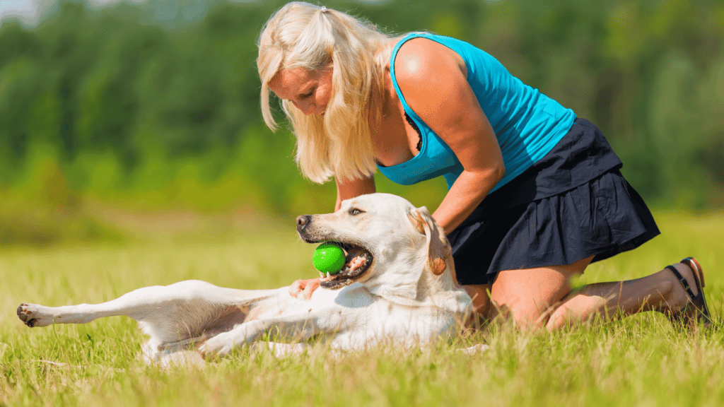 Labrador Retriever