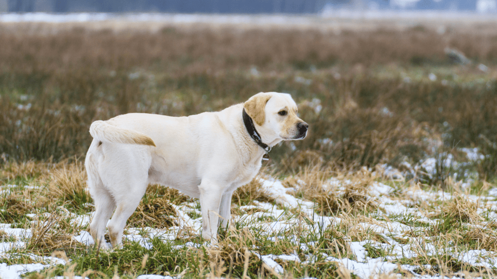 Labrador Retriever