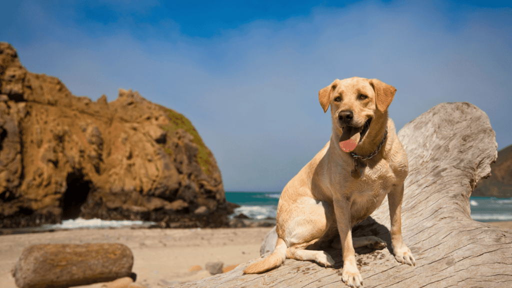 Labrador Retriever