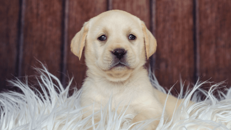 how to potty train a labrador retriever puppy