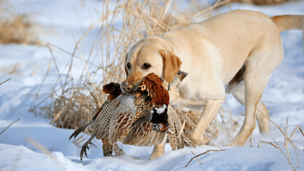 How to Train a Labrador Retriever for Hunting