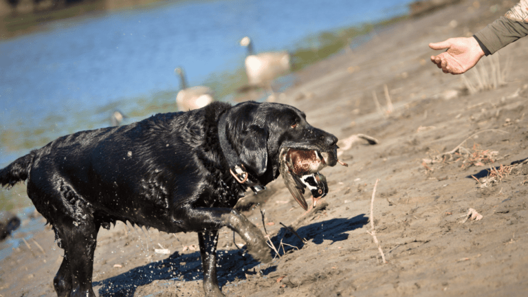 How to Train a Labrador Retriever for Hunting