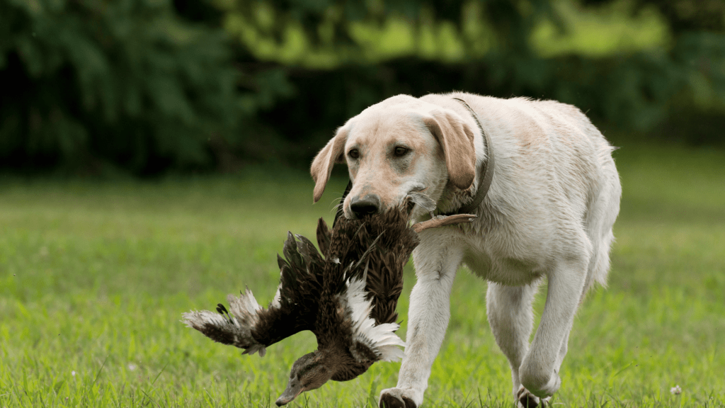 How to Train a Labrador Retriever for Hunting