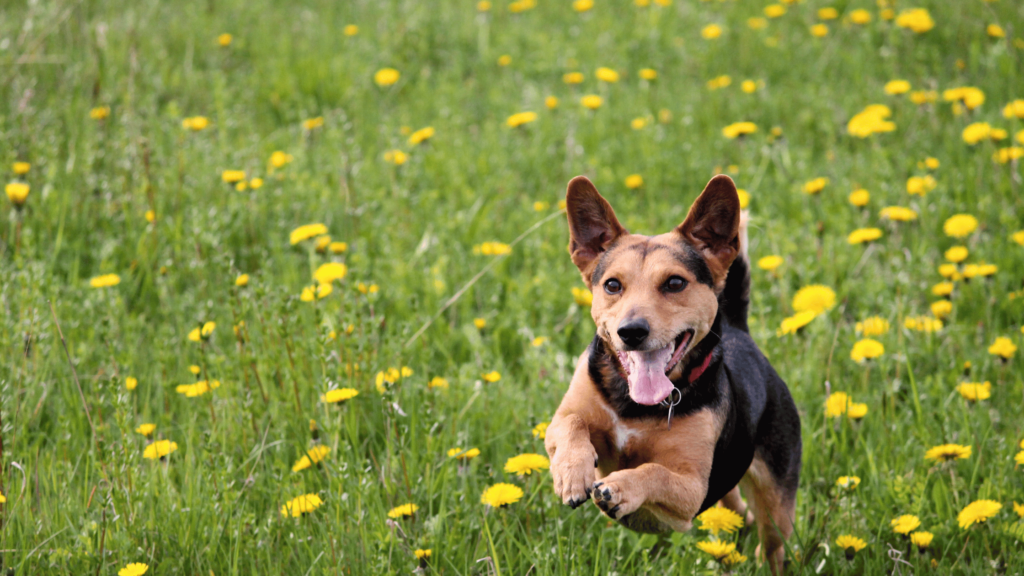 What Type of Collar is Best for Dog Training