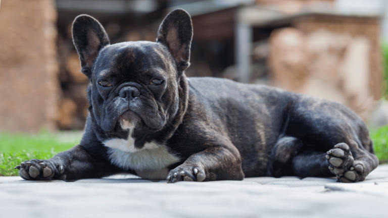 shock collars for french bull dog