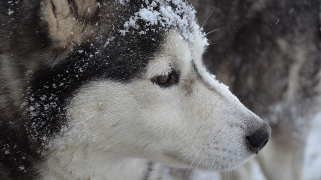 What is my dog thinking when he stares at nothing?
