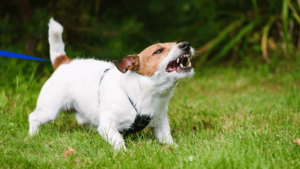 What are Common Dog Behaviors