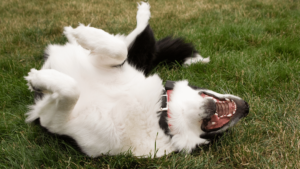 What are Common Dog Behaviors