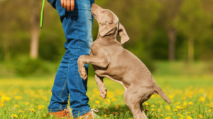 What are Common Dog Behaviors