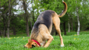 What are Common Dog Behaviors