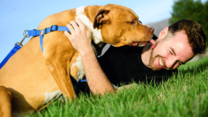 What are Common Dog Behaviors