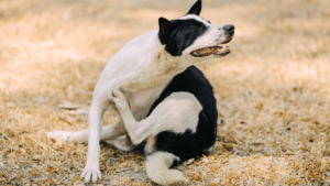 What are Common Dog Behaviors