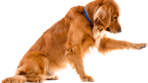 What are Common Dog Behaviors