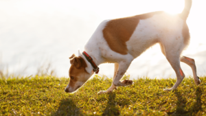 What are Common Dog Behaviors