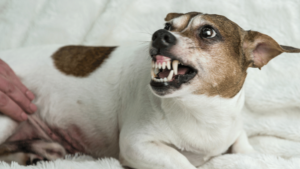 What are Common Dog Behaviors