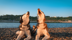 What are Common Dog Behaviors