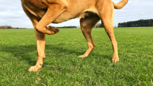 What are Common Dog Behaviors